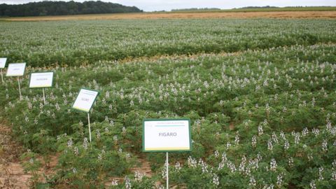 Au vu des résultats d’expérimentation, Noriap estime que le lupin possède un fort potentiel de développement dans les régions Hauts-de-France et Seine-Maritime. © B. CAILLIEZ